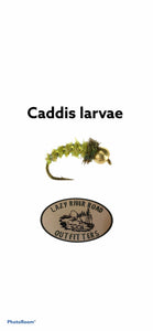 BH caddis larvae 1 dozen