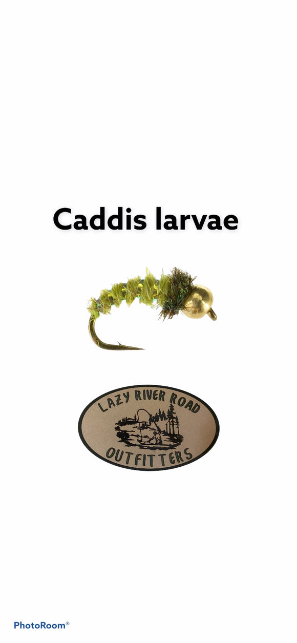 BH caddis larvae